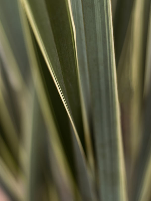 COLEÇÃO FOLHAGEM - NATUREZA 02