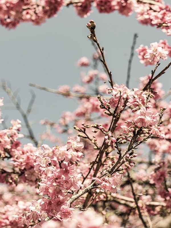 FLORAÇÃO DE SAKURA II