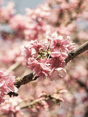 FLORAÇÃO DE SAKURA IV