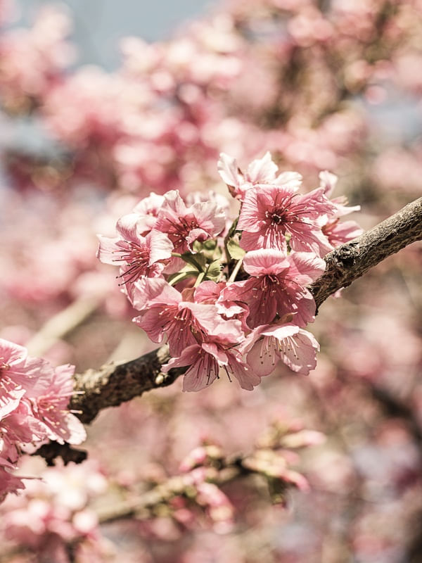 FLORAÇÃO DE SAKURA IV