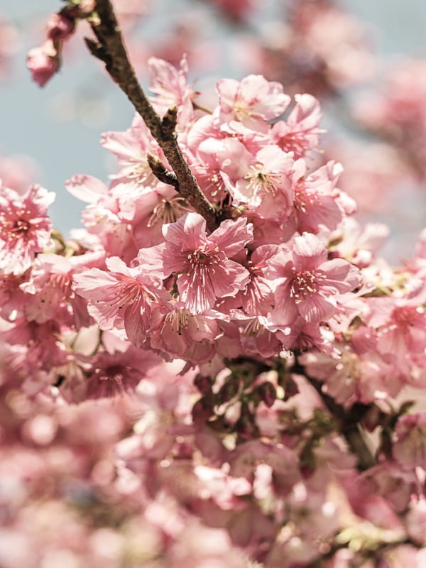 FLORAÇÃO DE SAKURA V