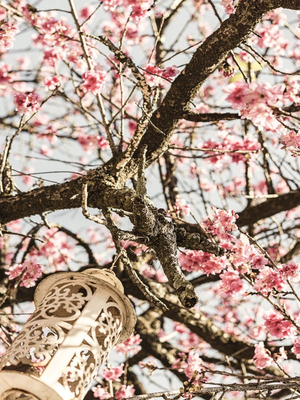 FLORAÇÃO DE SAKURA VII