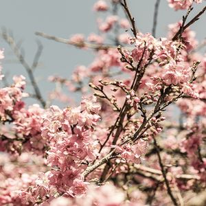 FLORAÇÃO DE SAKURA IX