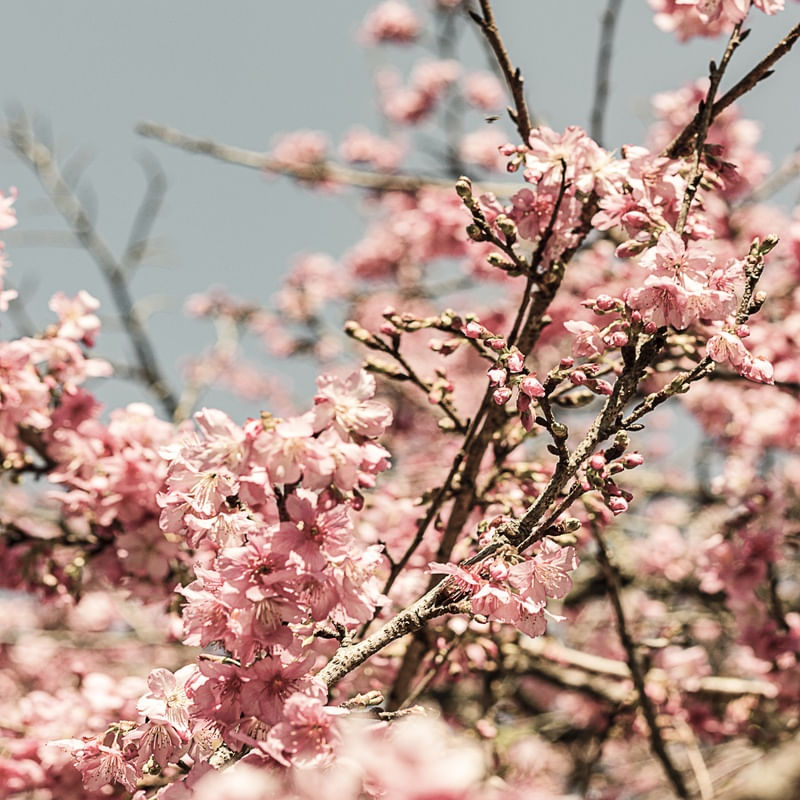 FLORAÇÃO DE SAKURA IX