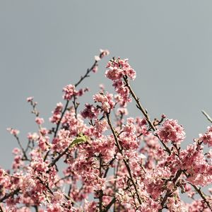 FLORAÇÃO DE SAKURA X