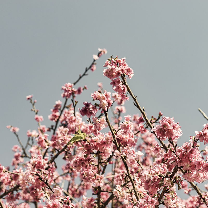 FLORAÇÃO DE SAKURA X