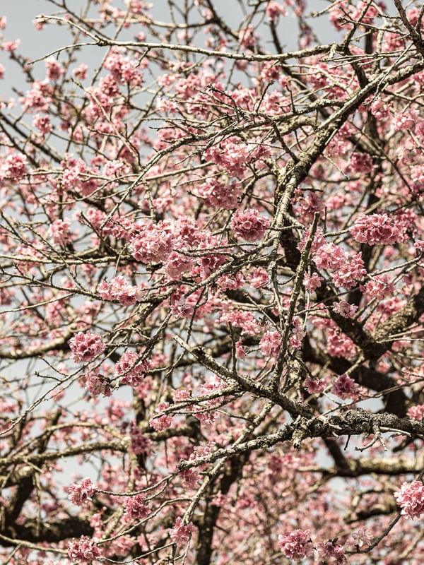 FLORAÇÃO DE SAKURA XI