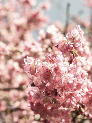 FLORAÇÃO DE SAKURA XII
