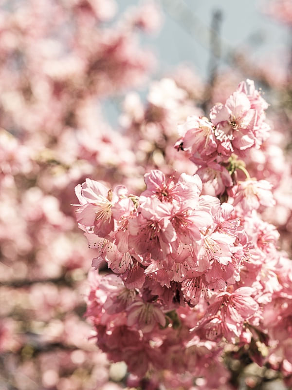 FLORAÇÃO DE SAKURA XII