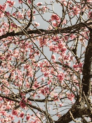 FLORAÇÃO DE SAKURA XIII