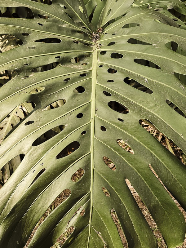 COLEÇÃO FOLHAGEM - NATUREZA 04