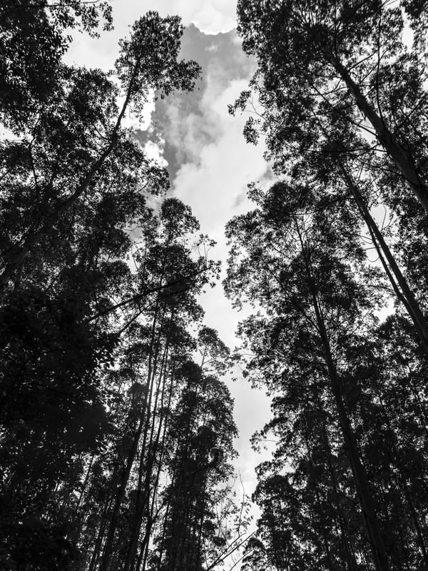 CÉU DE EUCALIPTO PB