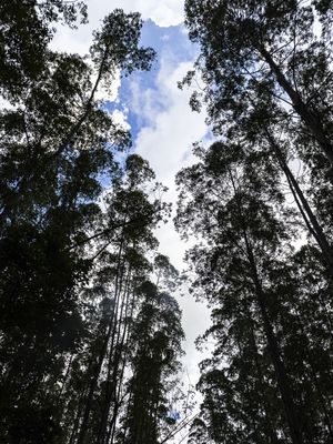 CÉU DE EUCALIPTO