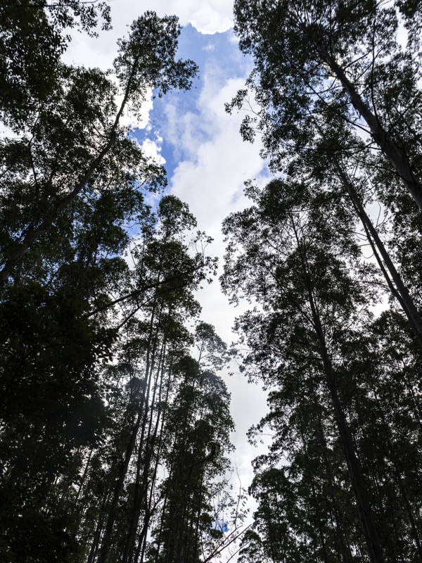 CÉU DE EUCALIPTO