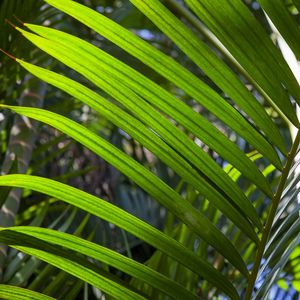 FOLHAGEM TROPICAL 8003