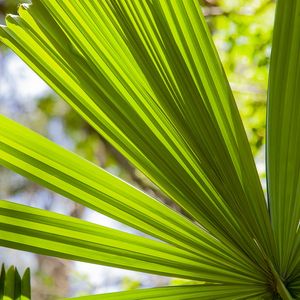 FOLHAGEM TROPICAL 8009
