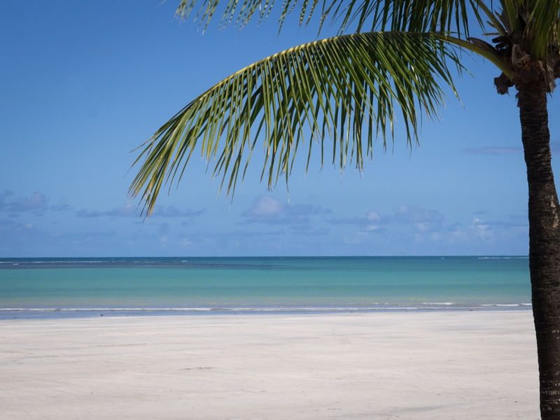 COQUEIRO NA PRAIA