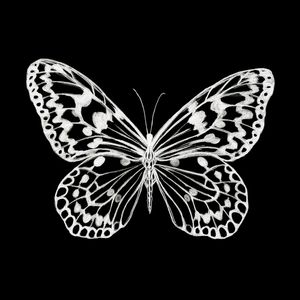 BORBOLETA PRETO E BRANCO 2 QUADRADO - INSETO ELEGANTE OURO SKETCH ILUSTRACAO