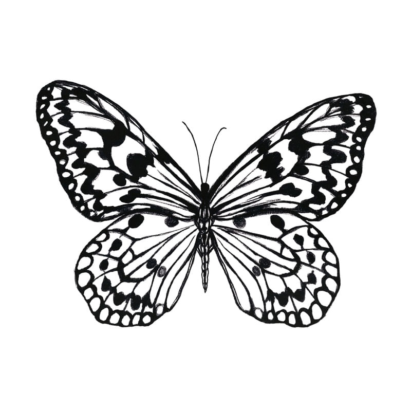 BORBOLETA PRETO E BRANCO 1 QUADRADO - INSETO ELEGANTE SKETCH ILUSTRACAO