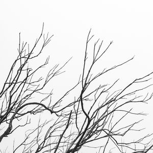 GALHOS SECOS - FOTO EM PRETO E BRANCO 003