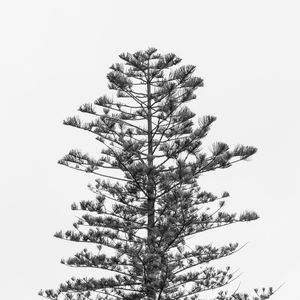 ÁRVORE - FOTO EM PRETO E BRANCO 005