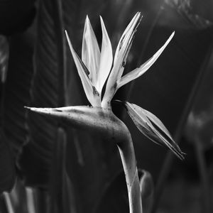 STRELITZIA REGINAE - FOTO PRETO E BRANCO 001