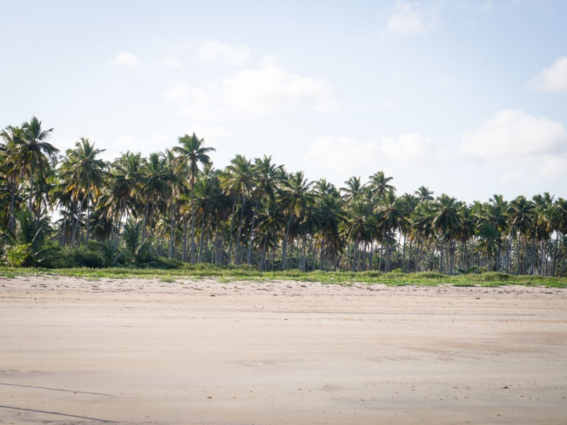 COQUEIROS NA PRAIA58