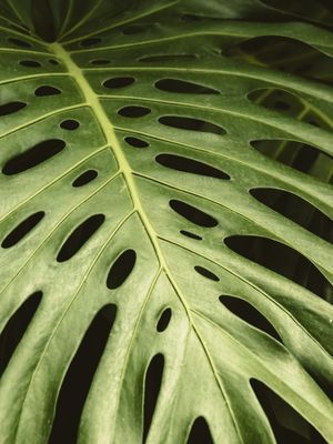 FOLHA DE COSTELA DE ADÃO - MONSTERA DELICIOSA
