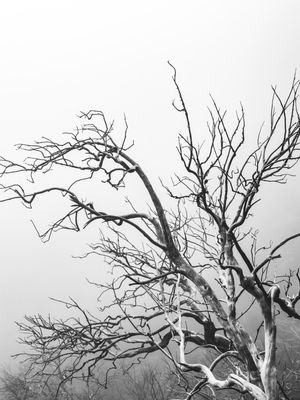 GALHOS DE ÁRVORE - 003