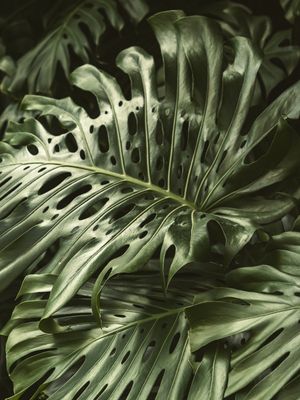 FOLHAS DE COSTELA DE ADÃO - MONSTERA DELICIOSA