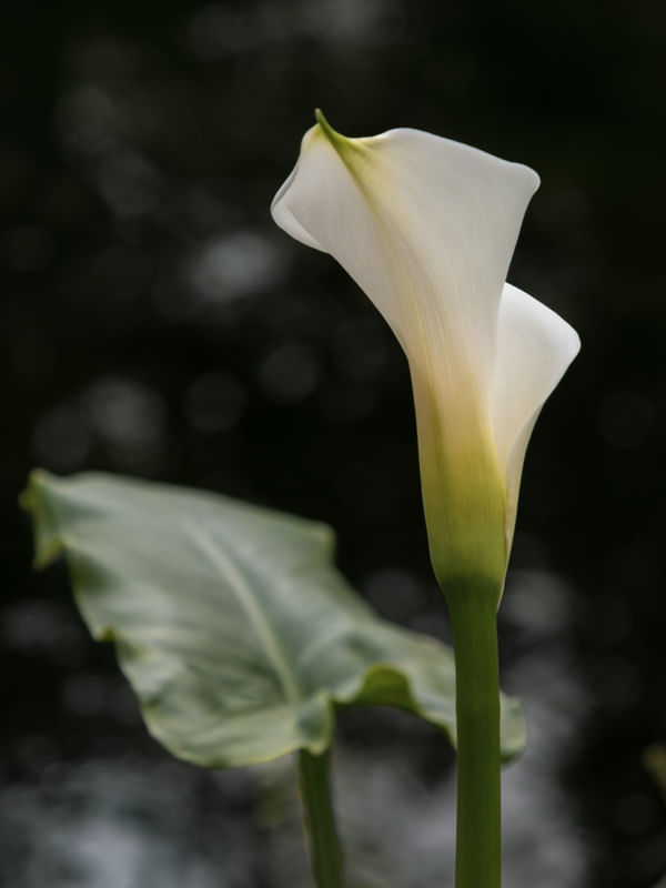 FLOR - COPO DE LEITE 001