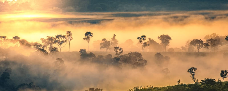FLORESTA 2 PANO