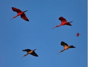 REVOADA GUARÁS
