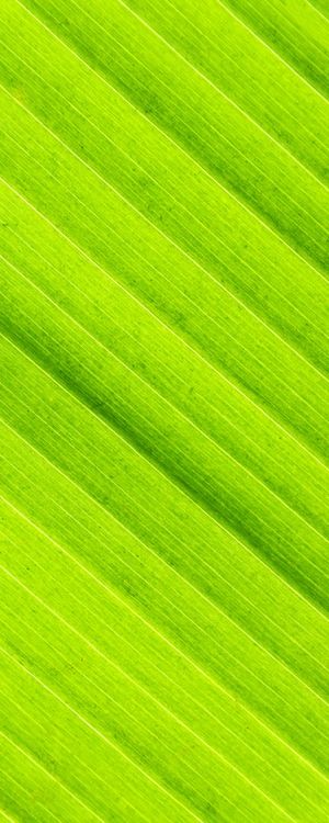 VERDE LUMINOSO 3