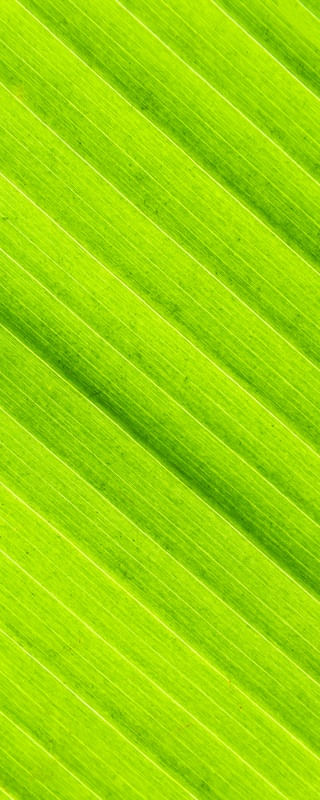 VERDE LUMINOSO 3