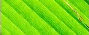 VERDE LUMINOSO 2 - TRÍPTICO 1