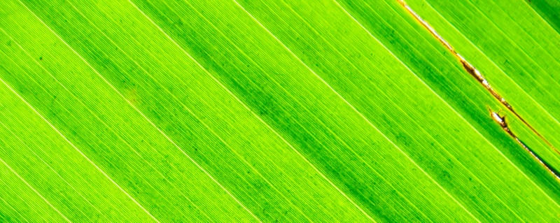 VERDE LUMINOSO 2 - TRÍPTICO 1