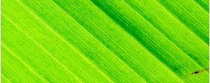 VERDE LUMINOSO 2 - TRÍPTICO 3