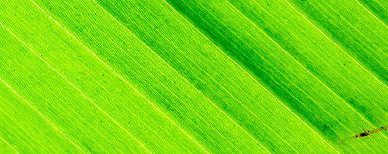 VERDE LUMINOSO 2 - TRÍPTICO 3