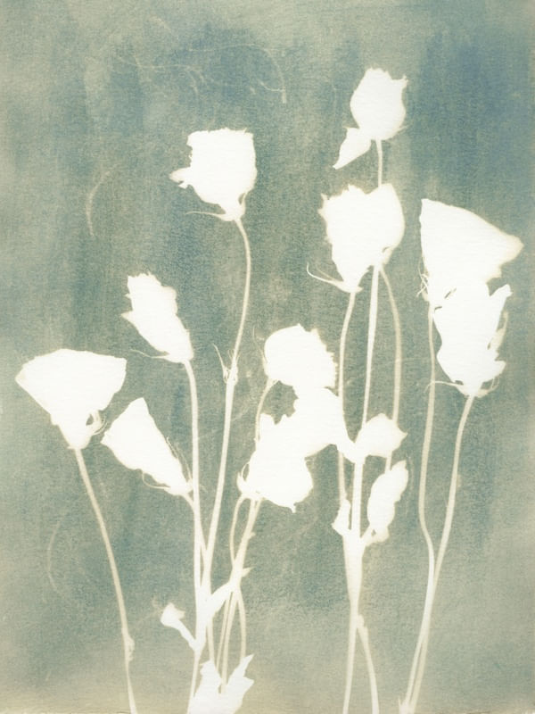 BOTÂNICA - ROSAS