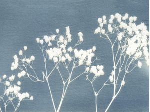 BOTÂNICA - GYPSOPHILA