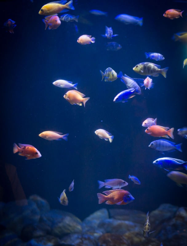 PEIXES COLORIDOS2