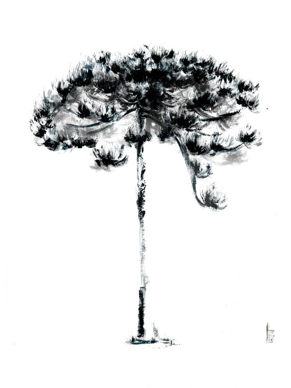 ARAUCÁRIA PB POR HERCULES RODRIGUEZ