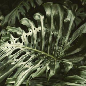 FOLHAS DE MONSTERA DELICIOSA - FOTO 002