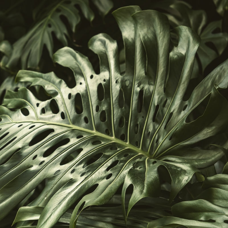 FOLHAS DE MONSTERA DELICIOSA - FOTO 002