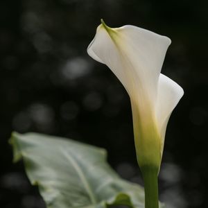 COPO DE LEITE - FOTO 001