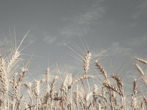 O TRIGO NO CAMPO I