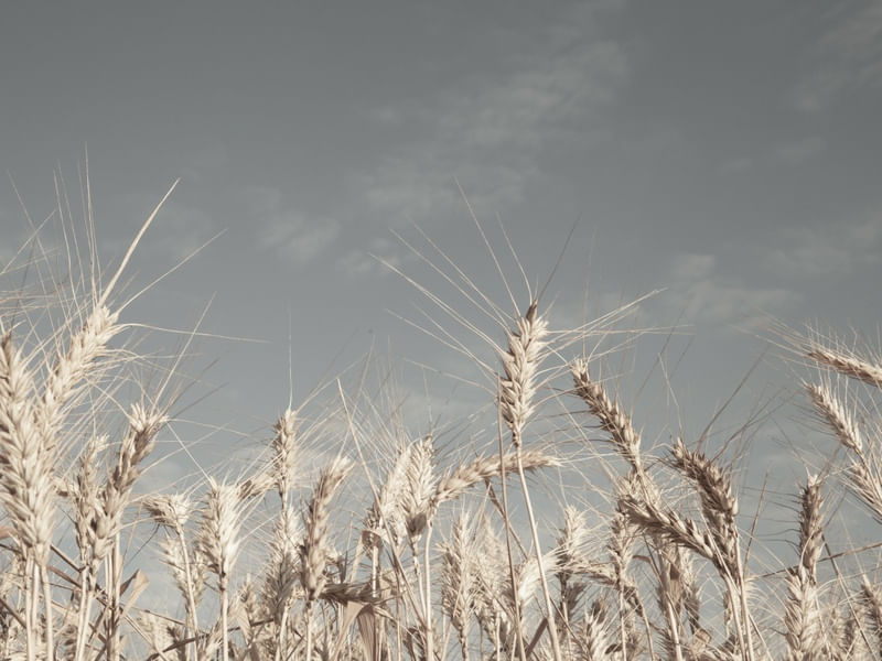 O TRIGO NO CAMPO I