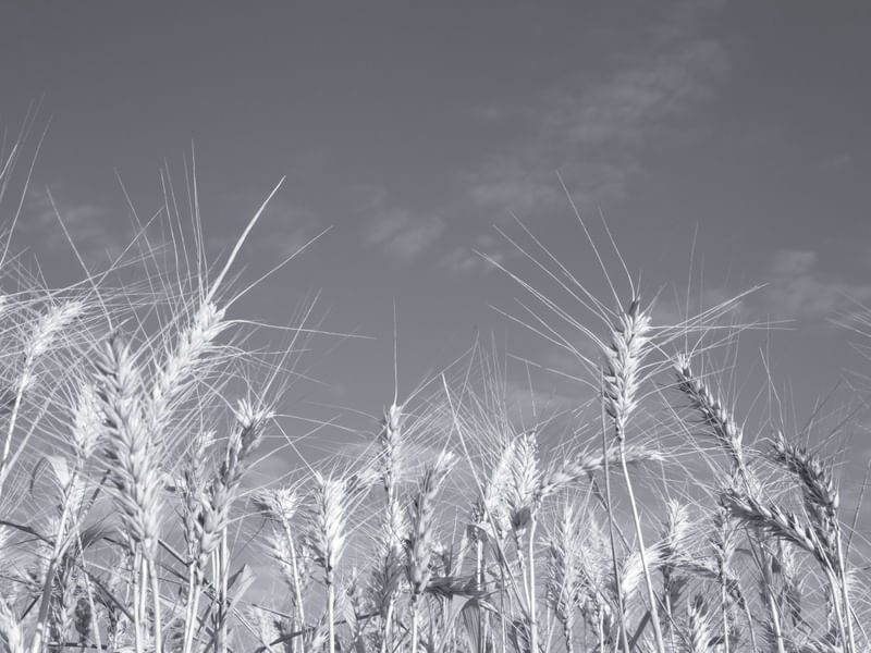 O TRIGO NO CAMPO II