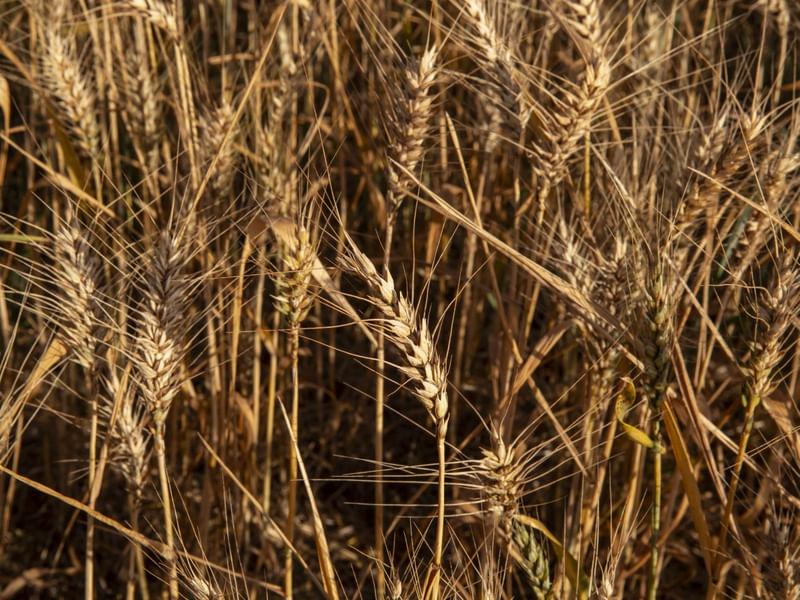 O TRIGO - DOURADO - I